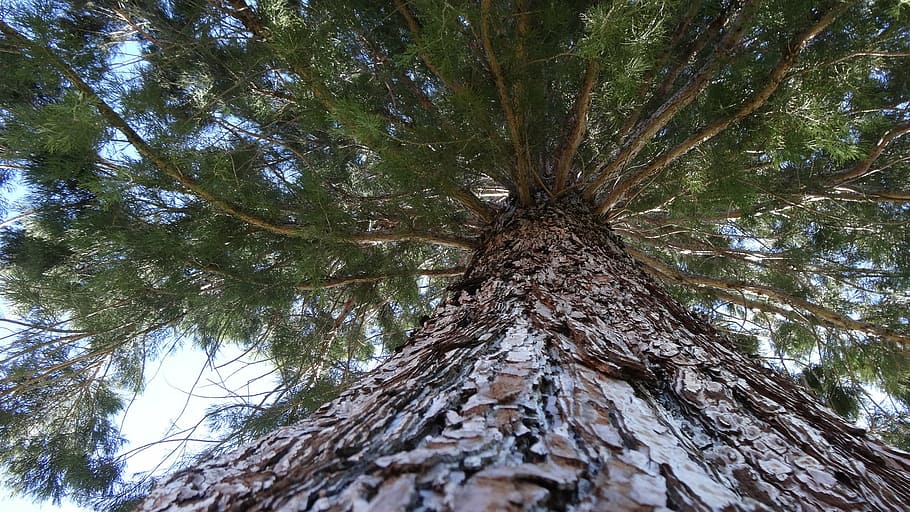 perspectiva vertical, pi, mirant cap amunt, punt de vista ascendent, arbre, naturalesa, bosc, tronc de l'arbre, branca, a l'aire lliure, planta, tronc, creixement, vista d’angle baix, cap gent, terra, dia, tranquil·litat, directament a sota, alta - alta, escorça, bellesa a la natura, textura, material de fusta, copa de l'arbre, arbre de coníferes, 1080P