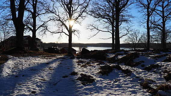 eik, winter, sneeuw, backlight, boom, silhouetten, platteland, door, koude temperatuur, kale boom, natuur, land-, fabriek, hemel, zonlicht, kalmte, schoonheid in de natuur, veld-, scenics - natuur, aan het bedekken, zoogdier, rustige scène, huisdieren, huiselijk, geen mensen, buitenshuis, 5K, CC0, publiek domein, royaltyvrij
