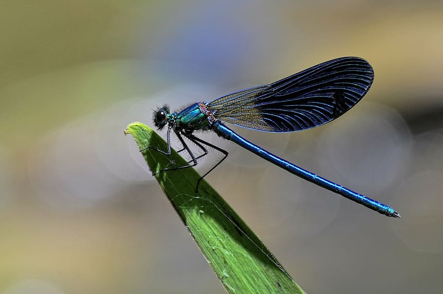 selectiu, fotografia, negre, blau, darner dragonfly, planta, sortir, libèl·lula, insecte, skimmer comú, error, macro, de cua blanca, orthetrum albistylum, retrat, Perfil, senyoreta, centrar-se en primer pla, temes d'animals, color verd, fauna animal, naturalesa, un animal, primer pla, dia, invertebrat, animal, ala dels animals, animals a la natura, part de la planta, bellesa a la natura, cap gent, full, a l'aire lliure, fulla d'herba, ull d’animals, 1080P