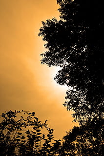 solnedgang, sol, lys, træ, blade, aften, sri lanka, Mawanella, Ceylon, plante, himmel, silhuet, skønhed i naturen, scenics - natur, ro, vækst, rolig scene, ingen mennesker, natur, lav vinkel visning, idyllisk, orange farve, ikke-urbane scene, udendørs, sky - himmel, afdeling, sollys, nåletræ, 2K, CC0, offentligt domæne, royaltyfrie