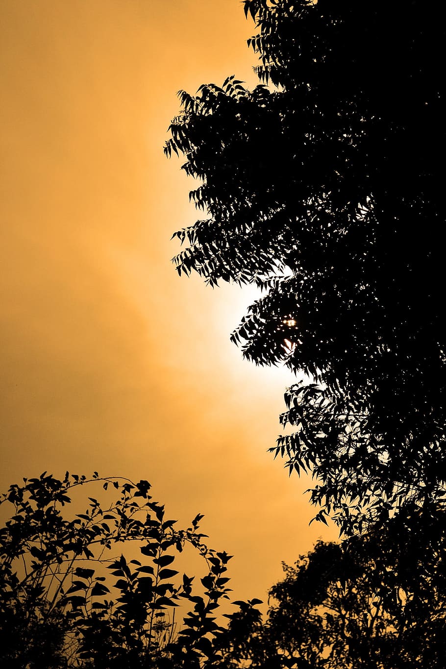 solars, sol, llum, arbre, fulles, tarda, Sri Lanka, mawanella, Ceilà, planta, cel, silueta, posta de sol, bellesa a la natura, escenics - natura, tranquil·litat, creixement, escena tranquil·la, cap gent, naturalesa, vista d’angle baix, idíl·lic, color taronja, escena no urbana, a l'aire lliure, núvol - cel, branca, llum solar, arbre de coníferes, 2K
