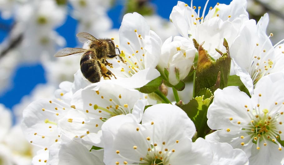 abelha, branco, flores, árvore, jardim, natureza, Flor, inseto, plantar, ramo, pétala, florescendo, polinização, Primavera, macro, cor branca, ninguém, fechar-se, temas animais, dia, animais em estado selvagem, planta com flores, fragilidade, frescura, vulnerabilidade, beleza na natureza, cabeça de flor, animais selvagens, crescimento, animal, um animal, invertebrado, pólen, bumblebee, 2K