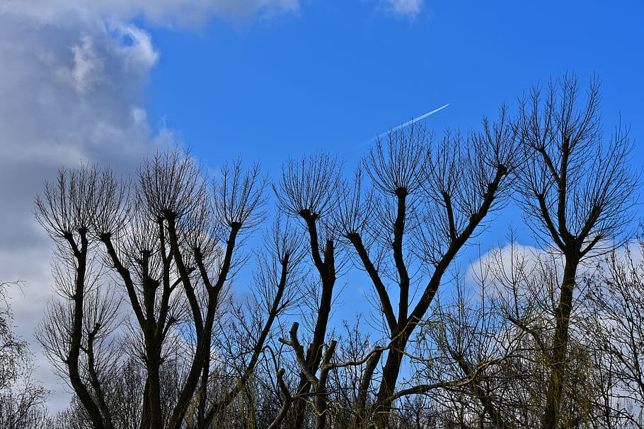 nero, spoglio, alberi, blu, nuvoloso, cielo, giorno, albero, tronco, ramo, alberi spogli, alberi d'inverno, troncato, cieli blu, albero nudo, pianta, Inquadratura dal basso, nuvola - cielo, nessuno, natura, la tranquillità, scenics - natura, all'aperto, bellezza nella natura, tronco d'albero, foresta, scena non urbana, terra, Pino, bosco di pini, albero di conifere, 5K