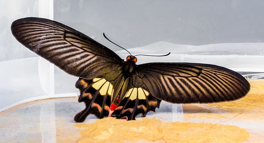 borboleta, inseto, borboleta, inseto, animal, asa animal, borboleta - inseto, natureza, animais e animais de estimação, vôo, animais selvagens, imagem colorida, um animal, temas animais, animais em estado selvagem, dia, agua, invertebrado, parte do corpo animal, ninguém, fechar-se, ao ar livre, inverno, beleza na natureza, asas abertas, 2K