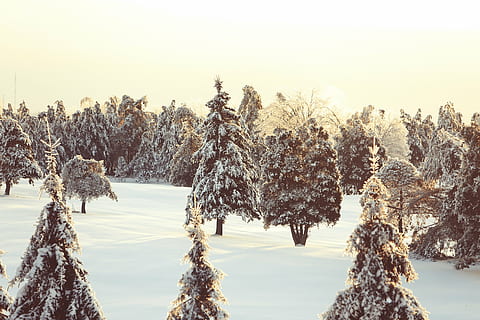 green, trees, covered, snow, daytime, photo, tree, winter, cold, canada, quebec, nature, outdoors, tranquility, no people, day, cold temperature, beauty in nature, plant, sky, tranquil scene, growth, land, scenics - nature, non-urban scene, sunset, frozen, environment, pine tree, coniferous tree, 5K, CC0, public domain, royalty free