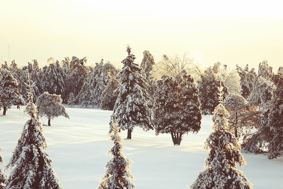 verd, arbres, cobert, neu, durant el dia, foto, arbre, hivern, fred, Canadà, québec, naturalesa, a l'aire lliure, tranquil·litat, cap gent, dia, temperatura de fred, bellesa a la natura, planta, cel, escena tranquil·la, creixement, terra, escenics - natura, escena no urbana, posta de sol, congelat, medi ambient, pi, arbre de coníferes, 5K