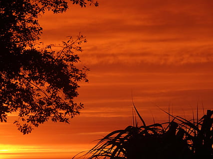apus de soare, cer, Abendstimmung, culoare portocalie, siluetă, plantă, copac, frumusețe în natură, scenice - natura, nor - cer, natură, nici o persoana, liniște, dramatic cer, o scenă liniștită, idilic, în aer liber, creştere, ramură, scenă non-urbană, atmosfera moody, cerul romantic, 4K, CC0, domeniu public, fără drepturi de autor