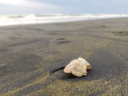 Schale, Strand, Meeresmuschel, Land, Sand, Natur, Tag, Meer, Ruhe, Tierwelt, keine Leute, Schönheit in der Natur, Tier, Himmel, ruhige Szene, Szenen - Natur, Wasser, Fokus auf den Vordergrund, Tiere in freier Wildbahn, draußen, Umgebung, Oberflächenniveau, Marine, 4K, CC0, gemeinfrei, lizenzfrei