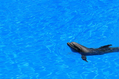 negru delfin, delfin, apă, piscină, previzualizare, înot, aripioare, mamifer, albastru, umed, tenerife, loro parc, Insulele Canare, animale tematice, animal, animale sălbatice, animale în sălbăticie, un animal, sub apă, animale vertebrate, malul mării, mamifer acvatic, mare, natură, nici o persoana, marin, vedere în unghi mare, piscina, în aer liber, 5K, CC0, domeniu public, fără drepturi de autor