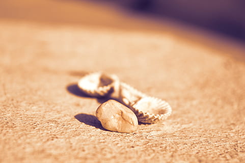 skaller, strand, sten-, beachcomber, natur, ferie, tæt på, selektiv fokusering, ingen mennesker, sand, luksus, jord, mad og drikke, træ - materiale, dag, mad, udendørs, fokus på forgrunden, dyr, dyreliv, frø, enkelhed, skal, stilleben, Brun, 5K, CC0, offentligt domæne, royaltyfrie