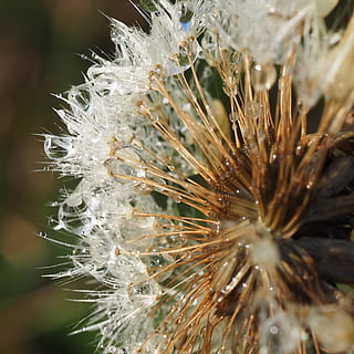 makro, tanaman liar berbunga kuning cerah, dandelion, bulu halus, bunga, alam, dandelion pudar, luntur, taman, merapatkan, tidak ada orang, pertumbuhan, menanam, keindahan di alam, kerentanan, kerapuhan, fokus selektif, warna putih, hari, kesegaran, tanaman berbunga, fokus pada latar depan, di luar rumah, kelembutan, hal berkembang, biji dandelion, kepala bunga, 2K, CC0, domain publik, bebas royalti