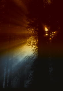 ray, sunlight, flowing, trees, forest, light, nature, rays, sun, sunrays, tranquility, tree, sunset, beauty in nature, no people, sky, tranquil scene, sunbeam, scenics - nature, plant, silhouette, idyllic, land, orange color, non-urban scene, outdoors, woodland, streaming, 5K, CC0, public domain, royalty free