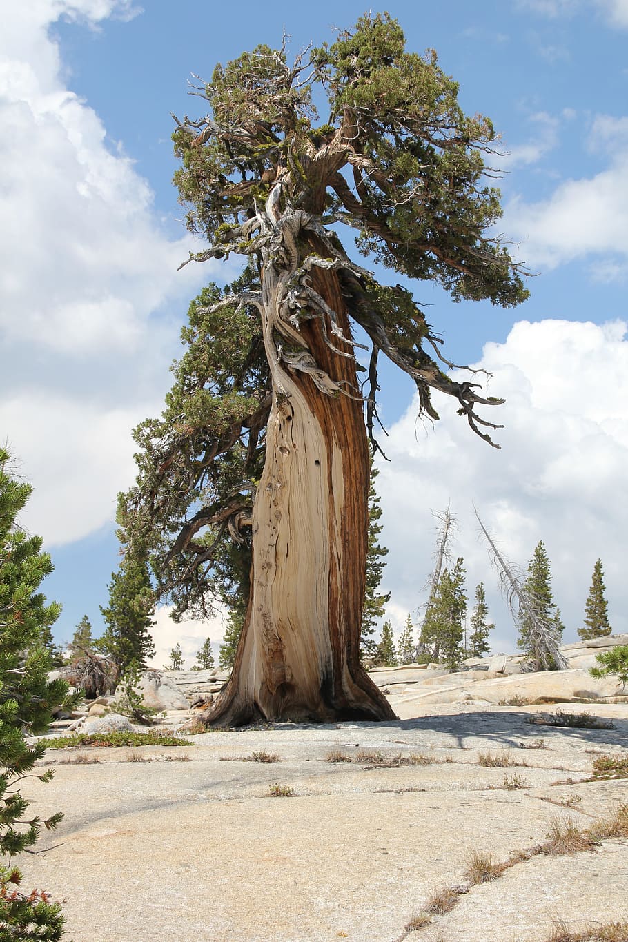 arbre, cedre, naturalesa, bosc, fusta, verd, fusta, verd, branca, temporada, de fulla perenne, natural, Nadal, paisatge, creixement, símbol, tronc, medi ambient, a l'aire lliure, núvol - cel, dia, cap gent, planta, cel, tranquil·litat, bellesa a la natura, terra, escena tranquil·la, escenics - natura, escena no urbana, llum solar, tronc de l'arbre, camp, 5K