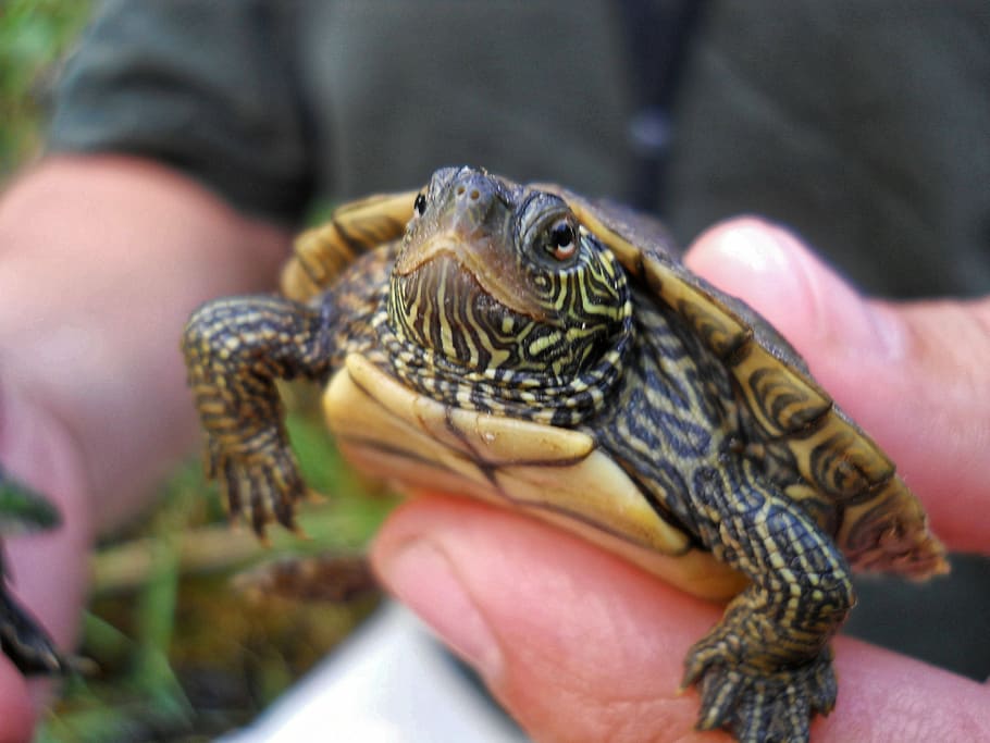 turtle, map turtle, green, wildlife, small, hand, animal, zoo, pet, reptile, one animal, animal wildlife, human body part, human hand, one person, vertebrate, close-up, young animal, animals in the wild, day, exotic pets, lizard, body part, holding, pet owner, animal scale, finger, mouth open, 4K