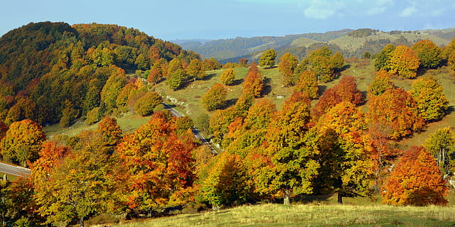 udflugt, træer, efterår, sti, bjerg, den europæiske vej, e5, Lessinia, Italien, træ, plante, skønhed i naturen, scenics - natur, ro, natur, Skov, landskab, jord, orange farve, miljø, lave om, ingen mennesker, rolig scene, himmel, ikke-urbane scene, dag, multi farvet, udendørs, fyrretræ, nåletræ, fyrreskov, efterårssamling, 5K, CC0, offentligt domæne, royaltyfrie