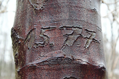 Baum, Gravur, Borke, Log, Natur, Stamm, Struktur, Baumrinde, feucht, nass, Holz, Wald, Baumstamm, Holz - Material, Kofferraum, Fokus auf den Vordergrund, Tag, Nahansicht, keine Leute, Pflanze, Schnitzen - Handwerksprodukt, Text, Kunst, draußen, verwittert, schnitzen - handwerkliche Tätigkeit, texturiert, Pflanzenrinde, alt, Emotion, Liebe, 2K, CC0, gemeinfrei, lizenzfrei