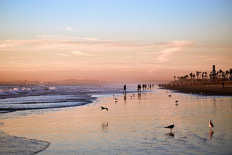 landingsbane, legeme, vand, dagtimerne, strand, kyst, afspejling, landskab, sand, våddragt, aften, spektakulære, person, menneskemængde, solnedgang, blå himmel, tone, måge, Sealine, surfer, surf, split tone, Palme træ, hav, himmel, hvirveldyr, dyr, fugl, dyre temaer, dyr i naturen, jord, gruppe af dyr, skønhed i naturen, dyreliv, natur, rejsemål, scenics - natur, gruppe af mennesker, stor gruppe mennesker, sol, udendørs, 5K, CC0, offentligt domæne, royaltyfrie