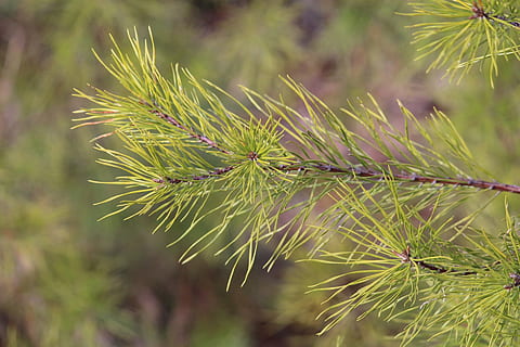 hivern, arbre, naturalesa, pi, virginia oest, fons, centrar-se en primer pla, planta, cap gent, color verd, primer pla, creixement, bellesa a la natura, dia, tranquil·litat, a l'aire lliure, flor, fragilitat, frescor, planta amb flors, arbre de coníferes, vulnerabilitat, pinàcies, terra, agulla - part de la planta, porpra, 1080P, CC0, domini públic, lliure de regalies