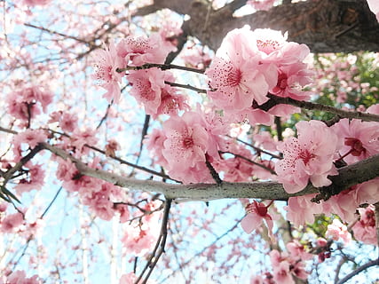 Cherry, Flowers, Blooming, Spring, cherry flowers, flower, pink color, blossom, springtime, fragility, nature, flowering plant, plant, freshness, tree, branch, beauty in nature, vulnerability, growth, cherry blossom, low angle view, cherry tree, close-up, day, petal, flower head, no people, outdoors, pollen, bunch of flowers, plum blossom, 2K, CC0, public domain, royalty free