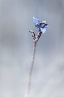 stänga, Foto, lila, löv, vinter-, kall, is, snö, natur, frost, mogen, vit, landskap, snöig, snölandskap, träd, hatt, ze, vinter kul, blå, grå, bakgrund, koppla av, närbild, växt, skönhet i naturen, blomma, inget folk, dag, blommande växt, bräcklighet, sårbarhet, fokusera på förgrunden, utomhus, djur-, växtstammen, friskhet, ett djur, djur i det vilda, selektiv fokusering, djurteman, tillväxt, blomhuvud, visade växter, 8K, CC0, offentligt domän, royaltyfria