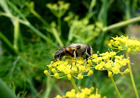 naturalesa, insecte, tancar, abella, pastinaca, temes d'animals, flor, planta amb flors, animal, fauna animal, animals a la natura, bellesa a la natura, planta, groc, invertebrat, frescor, un animal, fragilitat, cap de flor, vulnerabilitat, cap gent, primer pla, polinització, a l'aire lliure, primavera, Abellot, 1080P, CC0, domini públic, lliure de regalies