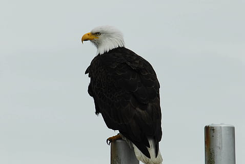 amerikanischer Adler, Weißkopfseeadler, thront, Seebrücke, Post, Tierwelt, Raubvogel, Gletscherbucht, Alaska, Vereinigte Staaten von Amerika, Symbol, Amerika, draussen, majestätisch, Jäger, Vogel, Tierthemen, Wirbeltier, ein Tier, Tier, Adler, Tiere in freier Wildbahn, hocken, Himmel, keine Leute, Adler - Vogel, Natur, Tag, Schnabel, suchen, klarer Himmel, Gelb, draußen, Holzpfosten, 1080P, CC0, gemeinfrei, lizenzfrei
