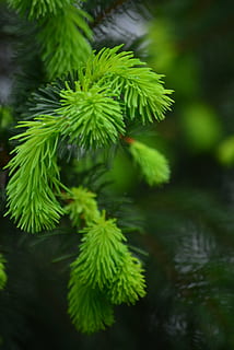 pi, brot, bosc, planta, creixement, color verd, full, part de la planta, primer pla, bellesa a la natura, naturalesa, cap gent, dia, centrar-se en primer pla, arbre, enfocament selectiu, tranquil·litat, aigua, a l'aire lliure, branca, arbre de coníferes, 4K, CC0, domini públic, lliure de regalies