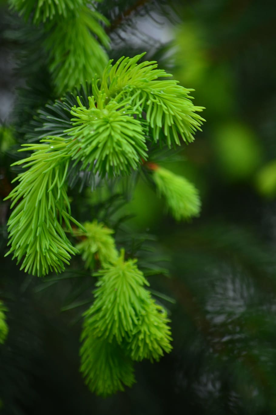 pi, brot, bosc, planta, creixement, color verd, full, part de la planta, primer pla, bellesa a la natura, naturalesa, cap gent, dia, centrar-se en primer pla, arbre, enfocament selectiu, tranquil·litat, aigua, a l'aire lliure, branca, arbre de coníferes, 4K