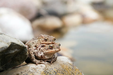 paddor, groda, amfibier, padda migration, natur, parning, djur-, djurliv, ett djur, djur i det vilda, djurteman, reptil, inget folk, fokusera på förgrunden, dag, närbild, ryggradsdjur, ödla, fast, sten, rock-objekt, sidovy, utomhus, landa, leguan, djurhuvud, 1080P, CC0, offentligt domän, royaltyfria
