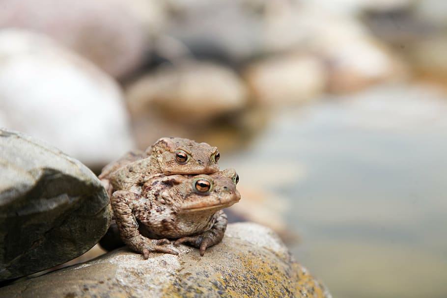 gripaus, granota, amfibis, migració de rostres, naturalesa, maridatge, animal, fauna animal, un animal, animals a la natura, temes d'animals, rèptil, cap gent, centrar-se en primer pla, dia, primer pla, vertebrats, llangardaix, sòlid, rock, rock - object, vista lateral, a l'aire lliure, terra, iguana, cap d’animals, 1080P