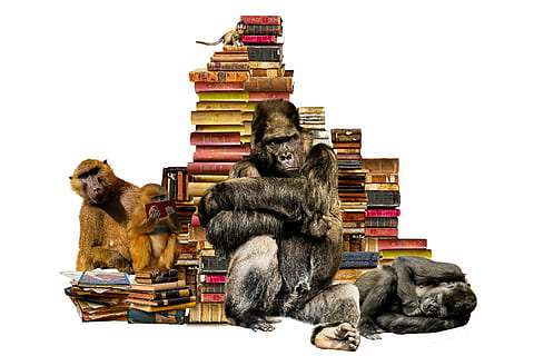 lot de livres de couleurs assorties, école, apprendre, livres, pile de livres, animaux, singe, gorille, babouin, entraînement, Littérature, livre, lis, vieux livre, bibliothèque, isolé, composition, futur, vers l'avant, évolution, savoir, curiosité, développement, publication, mammifère, séance, fond blanc, primate, personnes, empiler, coupé, prise de vue en studio, animaux domestiques, grand groupe d'objets, un animal, à l'intérieur, petit, 2K, CC0, domaine public, libre de droits