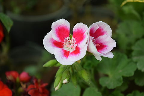 Rosa, Rosen, Frühling, rosa Rosen, beschuldigen, Natur, Pflanze, Blume, Blütenblatt, pinke Farbe, Nahansicht, Schönheit in der Natur, Blütenkopf, rot, Sommer-, Frische, blühen, Makro, Botanik, Blatt, Pfingstrose, draußen, blühende Pflanze, Zerbrechlichkeit, Verletzlichkeit, Blütenstand, Wachstum, Pflanzenteil, keine Leute, Tag, Pollen, 5K, CC0, gemeinfrei, lizenzfrei