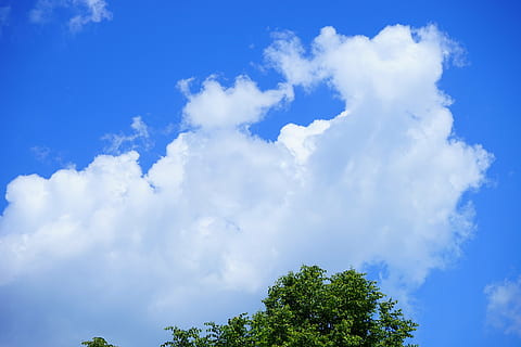 mraky, nebe, cloudformace, modrý, bílý, kupovité mraky, kupa, počasí, strom, koruna, mrak - nebe, nízký úhel pohledu, krása v přírodě, den, nikdo, rostlina, Příroda, klid, scenics - příroda, bílá barva, klidné scény, venku, růst, zelená barva, slunečního světla, scéna s oblaky, kopie prostor, meteorologie, 5K, CC0, veřejná doména, bez autorských práv