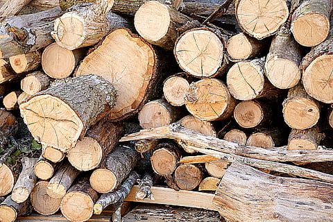 pile, brown, wood logs, plants, tree, branch, trunk, cut, fall, stock, logs, woods, dry, firewood, log, stack, timber, woodpile, lumber industry, heap, wood - material, deforestation, forestry industry, wood, forest, large group of objects, full frame, environmental issues, abundance, fuel and power generation, backgrounds, fossil fuel, nature, no people, outdoors, chopped, tree ring, 5K