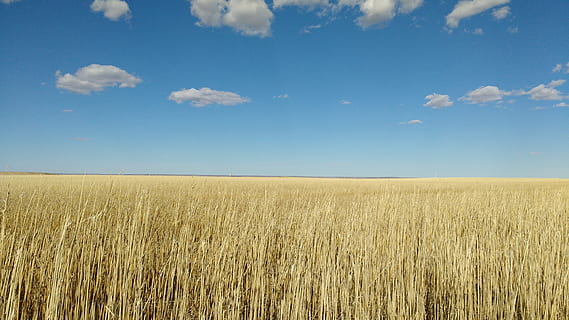 porumb, cer, peisaj, camp, cer, peisaj, albastru, agricultură, natură, rural, fermă, vară, plantă, verde, a decupa, natural, alimente, nor, creştere, în aer liber, țară, mediu inconjurator, scenă, recolta, mediu rural, sezon, luncă, însorit, galben, teren, iarbă, zi, liniște, nor - cer, planta de cereale, orizont, orizont pe uscat, scenice - natura, frumusețe în natură, orz, nici o persoana, copt, 4K, CC0, domeniu public, fără drepturi de autor