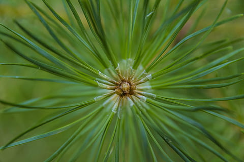 aghi di pino, verde, natura, scatti, albero, foresta, pianta, avvicinamento, colore verde, crescita, bellezza nella natura, nessuno, Pino, fotogramma intero, giorno, all'aperto, fotosintesi, sfondi, fiore, foglia, parte vegetale, freschezza, albero di conifere, concentrarsi sulle conoscenze acquisite, ambiente, ago - parte vegetale, 4K, CC0, dominio pubblico, privo di copyright