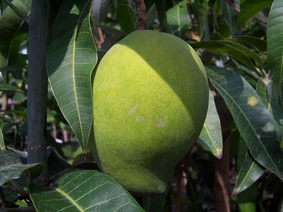 mango, fruita, tropicale, full, color verd, a l'aire lliure, menjar i beguda, primer pla, part de la planta, alimentació saludable, frescor, planta, creixement, menjar, arbre, naturalesa, cap gent, centrar-se en primer pla, dia, benestar, fruita tropical, bellesa a la natura, madur, 1080P