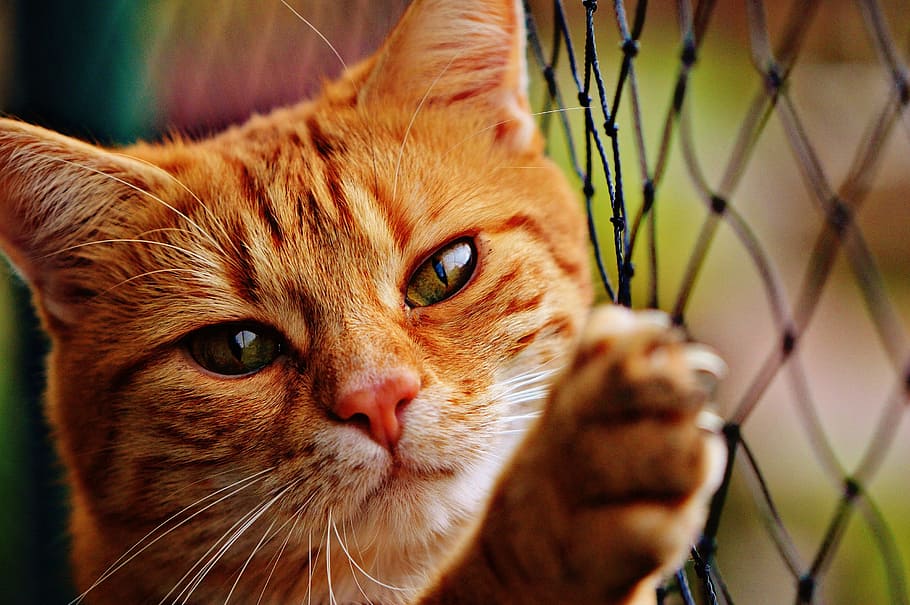 taronja, tabby, gat, celebració, negre, peix, net, vermell, bonic, verat, tigre, dolç, feliç, animal, gat domèstic, pell, món animal, mascota, adidas, cara de gat, gat jove, juganer, tabby de verat vermell, gatet, gat vermell, nacional, temes d'animals, animals domèstics, felí, mamífer, mascotes, un animal, primer pla, retrat, vertebrats, bigotis, mirant la càmera, cap gent, part del cos dels animals, tanca, cap d’animals, centrar-se en primer pla, gat de gingebre, ull d’animals, 2K