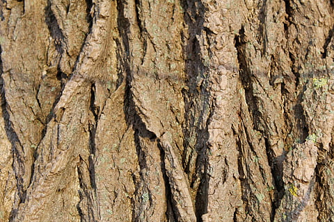 arbre, écorce, tribu, bûche, bois, la nature, structure, texturé, tronc d'arbre, tronc, plein cadre, arrière-plans, plante, rugueux, écorce végétale, fermer, personne, marron, journée, modèle, bois - matériau, en plein air, croissance, motif naturel, effet texturé, condition naturelle, 5K, CC0, domaine public, libre de droits
