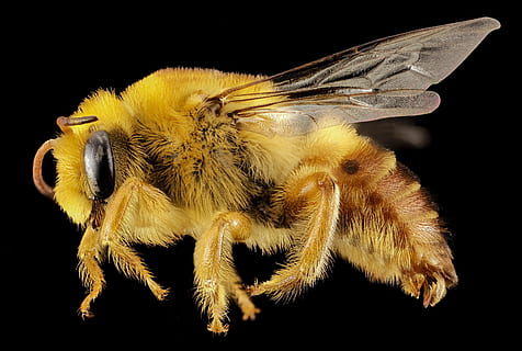 honeybee illustration, plasterer bee, insect, macro, profile, wildlife, nature, close up, wings, mounted, paracolletes, australia, u s geological survey, invertebrate, animal themes, animal, one animal, animal wildlife, animals in the wild, black background, close-up, animal body part, animal wing, studio shot, zoology, arthropod, animal eye, no people, animal hair, eye, magnification, animal head, 2K, CC0, public domain, royalty free