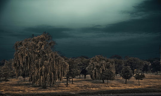 thunderstorm, beach, willow, summer, sky, tree, plant, tranquility, tranquil scene, beauty in nature, cloud - sky, no people, field, land, nature, landscape, scenics - nature, environment, growth, non-urban scene, idyllic, day, outdoors, 5K, CC0, public domain, royalty free