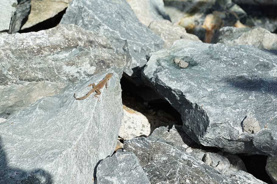 iguana, pedra, llangardaix, Carib, gris, tortola, bvi, britànic, animal, cua, cap, cames, escalar, rock, rock - object, cap gent, naturalesa, textura, dia, a l'aire lliure, sòlid, primer pla, temes d'animals, animals a la natura, fauna animal, vista d’angle alt, centrar-se en primer pla, aspre, un animal, llum solar, vertebrats, fons, 5K