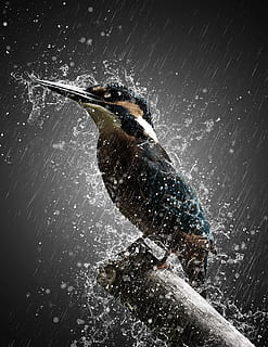 black, brown, bird, taking, bath, rain, digital, art, storm, effect, manipulation, nature, photoshop, splash, water, drops, dark, motion, splashing, animal, animals in the wild, animal themes, animal wildlife, one animal, studio shot, vitality, blurred motion, one person, outdoors, low angle view, vertebrate, mid-air, black background, spraying, 2K, CC0, public domain, royalty free
