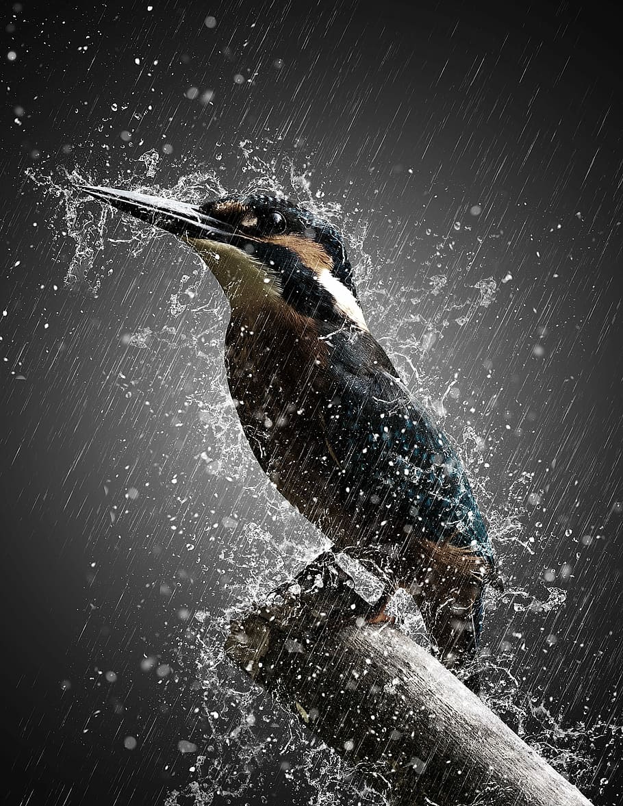 negre, marró, ocell, presa, bany, pluja, digital, art, tempesta, efecte, manipulació, naturalesa, Photoshop, splash, aigua, gotes, fosc, moviment, esquitxades, animal, animals a la natura, temes d'animals, fauna animal, un animal, tir de l'estudi, vitalitat, moviment borrós, una persona, a l'aire lliure, vista d’angle baix, vertebrats, a l'aire, fons negre, fumigació, 2K