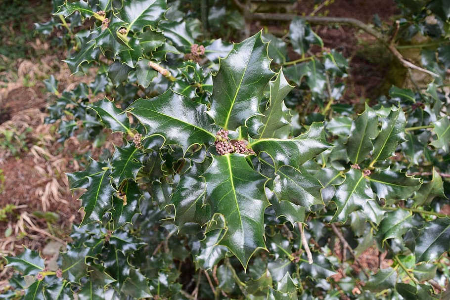 elce, sperone, forma di foglia, colori fogliari, natura, frutta, foglia, cibo, pianta, maturo, crescita, colore verde, parte vegetale, nessuno, avvicinamento, giorno, bellezza nella natura, freschezza, cibo e bevande, all'aperto, mangiare sano, terra, vista dall'alto, pianta succulenta, concentrarsi sulle conoscenze acquisite, spinoso, 5K
