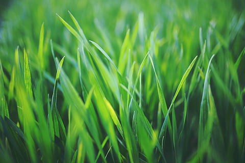 cereal, graing, young, spring, green, healthy, green color, plant, agriculture, growth, field, backgrounds, land, grass, nature, beauty in nature, crop, close-up, no people, full frame, cereal plant, landscape, rural scene, farm, freshness, day, outdoors, blade of grass, 5K, CC0, public domain, royalty free
