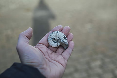 osoba, trzymać, szary, biały, muszla, amonit, dłoń, plaża, cień, ludzka ręka, część ludzkiego ciała, jedna osoba, wysoki kąt widzenia, skupić się na pierwszym planie, dzień, część ciała, Natura, styl życia, zbliżenie, prawdziwi ludzie, na dworze, perspektywa osobista, roślina, kwiat, osoba nie do poznania, ludzki palec, palec, 5K, CC0, domena publiczna, darmowe zdjęcia