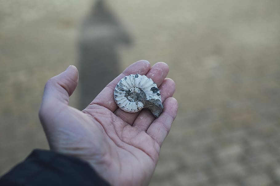osoba, hospodářství, šedá, bílý, shell, amonit, ruka, pláž, stín, lidské ruky, část lidského těla, jedna osoba, vysoký úhel pohledu, zaměřit se na popředí, den, část těla, Příroda, životního stylu, detail, skutečných lidí, venku, osobní perspektivy, rostlina, květ, k nepoznání člověka, lidský prst, prst, 5K