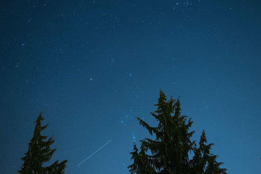Grün, Bäume, Sternenhimmel, Fichte, Blau, Himmel, Sterne, Nacht-, Star, Baum, Landschaft, Stern - Raum, Astronomie, Platz, Pflanze, Schönheit in der Natur, Ruhe, Flachwinkelansicht, keine Leute, Natur, Sternfeld, Szenen - Natur, ruhige Szene, Galaxis, Unendlichkeit, Wissenschaft, Weltraum und Astronomie, 5K