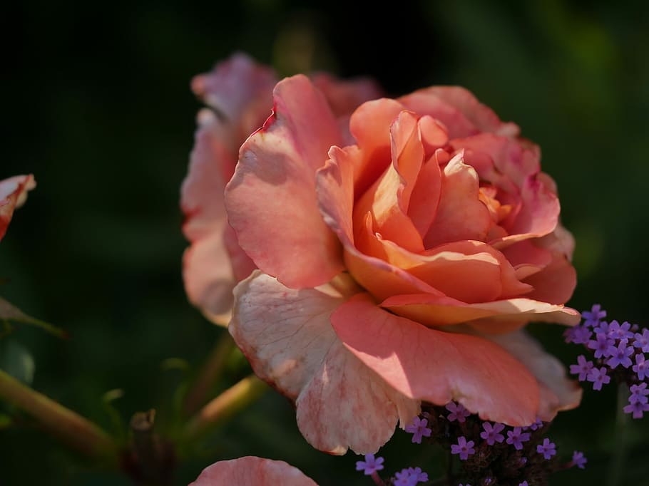 orange, skyggespil, Rose, blomst, kronblad, blomsterhoved, lyserød farve, natur, plante, blomstrende plante, sårbarhed, skønhed i naturen, skrøbelighed, friskhed, tæt på, blomsterstand, vækst, rosenblomst, ingen mennesker, fokus på forgrunden, dag, udendørs, forår, 2K